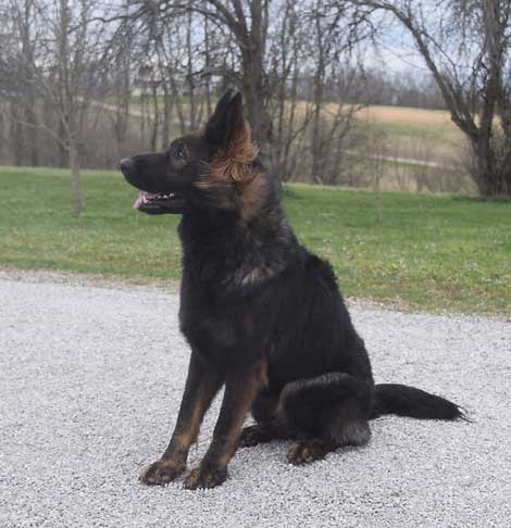 Long Coat Dark Sable German Shepherd Puppies For Sale In KY