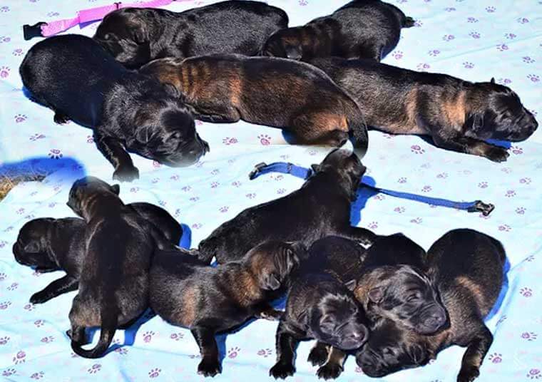 black german shepherd puppy for sale