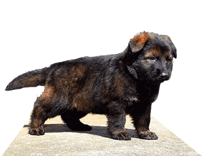 dark sable german shepherd puppies
