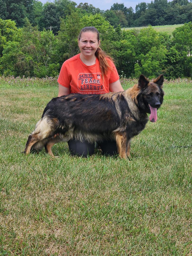 german shepherd puppies for sale in ky