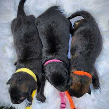 long coat german shepherd puppies