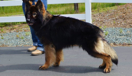 black german shepherd puppy for sale