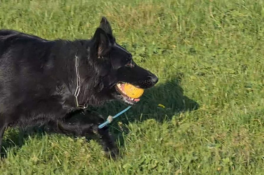 long coat german shepherd puppies for sale