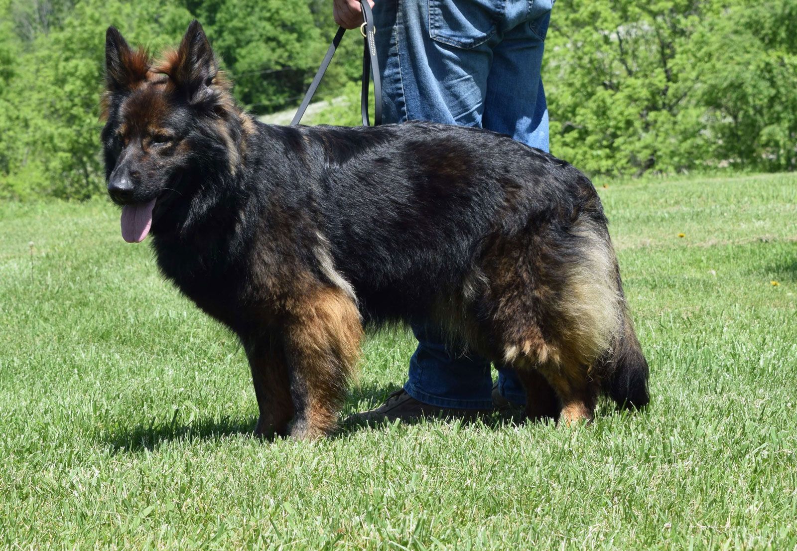 long coat german shepherd puppies for sale