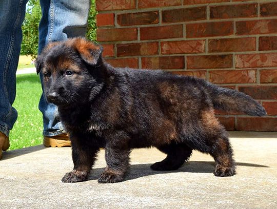 long coat german shepherd puppies for sale