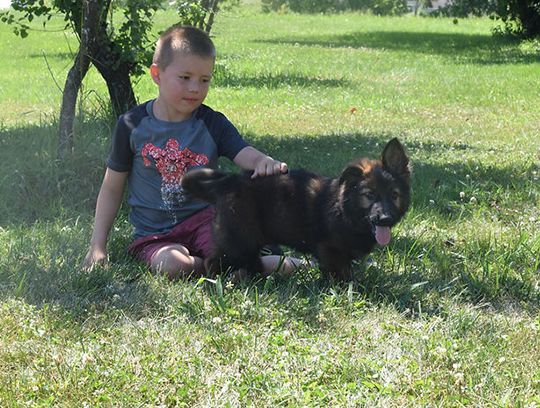 long coat german shepherd puppies for sale