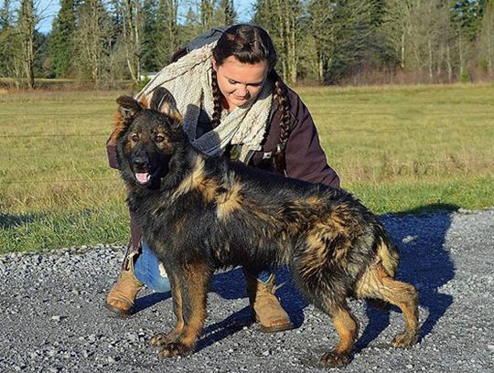 long coat german shepherd puppies for sale