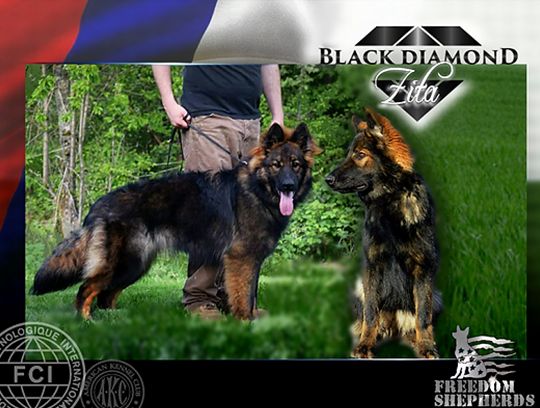 long coat german shepherd puppies for sale