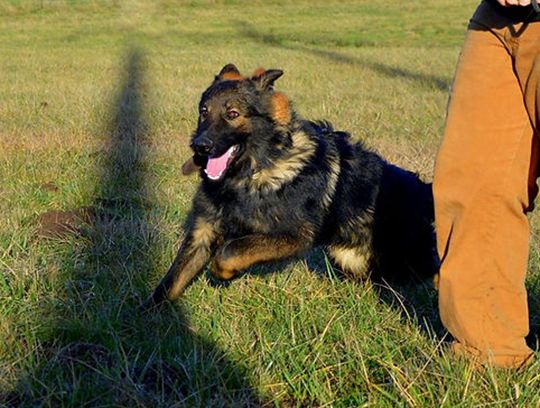 long coat german shepherd puppies for sale