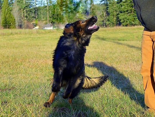 long coat german shepherd puppies for sale