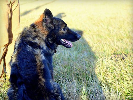 long coat german shepherd puppies for sale