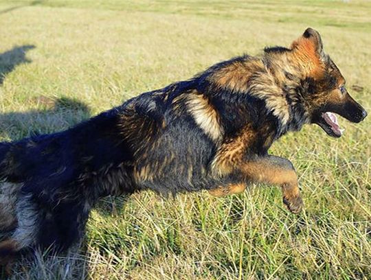 long coat german shepherd puppies for sale