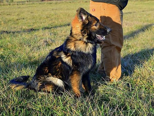 long coat german shepherd puppies for sale