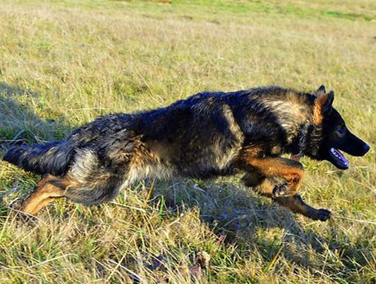 long coat german shepherd puppies for sale