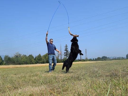 long coat german shepherd puppies for sale