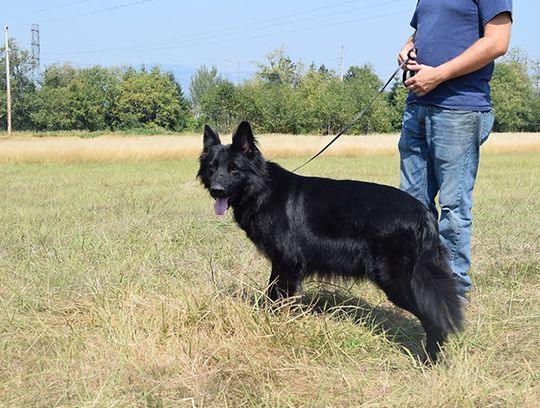 long coat german shepherd puppies for sale