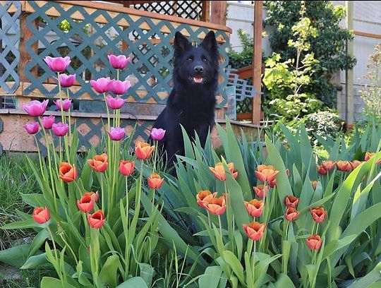 long coat german shepherd puppies for sale