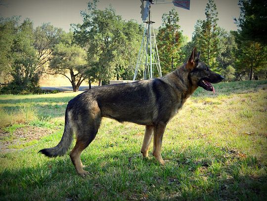 long coat german shepherd puppies for sale