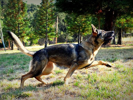 long coat german shepherd puppies for sale