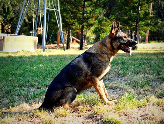 long coat german shepherd puppies for sale