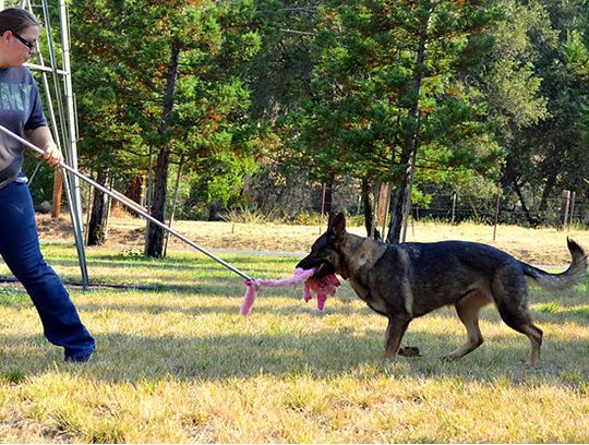 long coat german shepherd puppies for sale