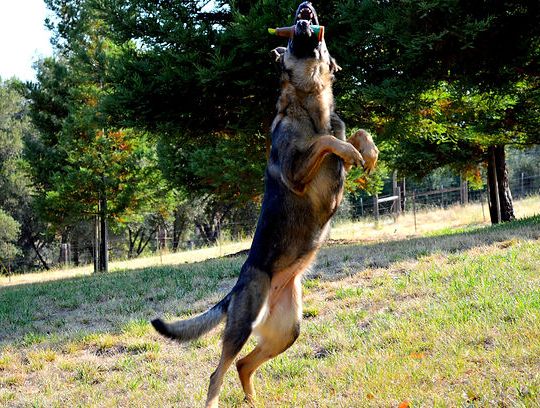 long coat german shepherd puppies for sale