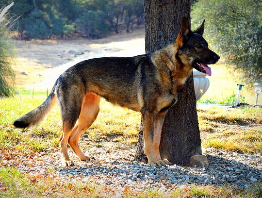 long coat german shepherd puppies for sale