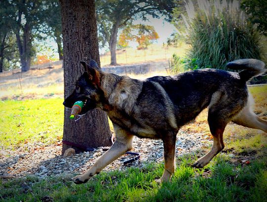 long coat german shepherd puppies for sale