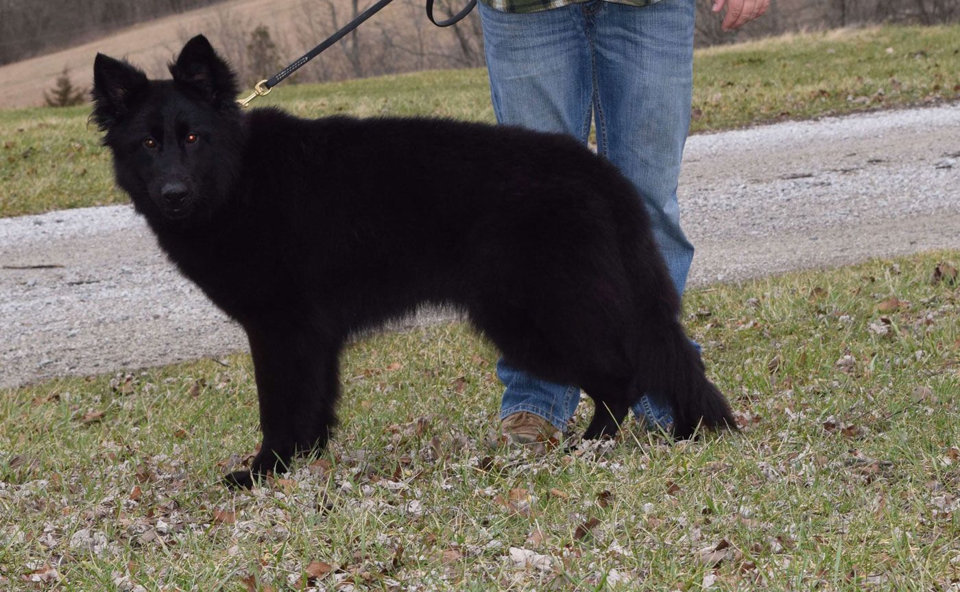 long coat german shepherd puppies for sale