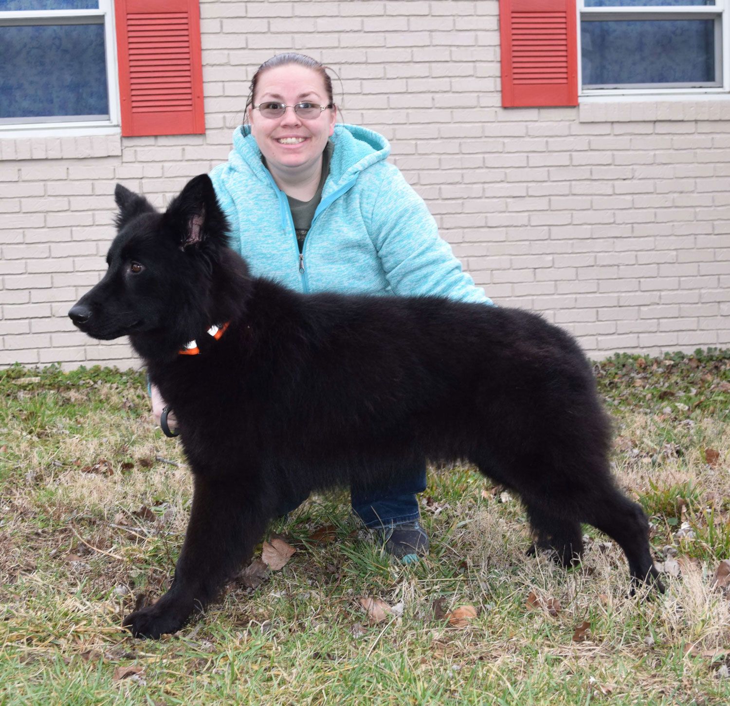 long coat german shepherd puppies for sale