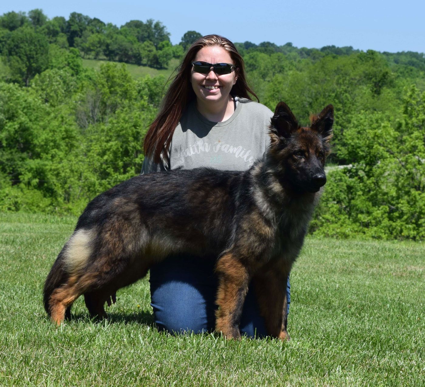 long coat german shepherd puppies for sale