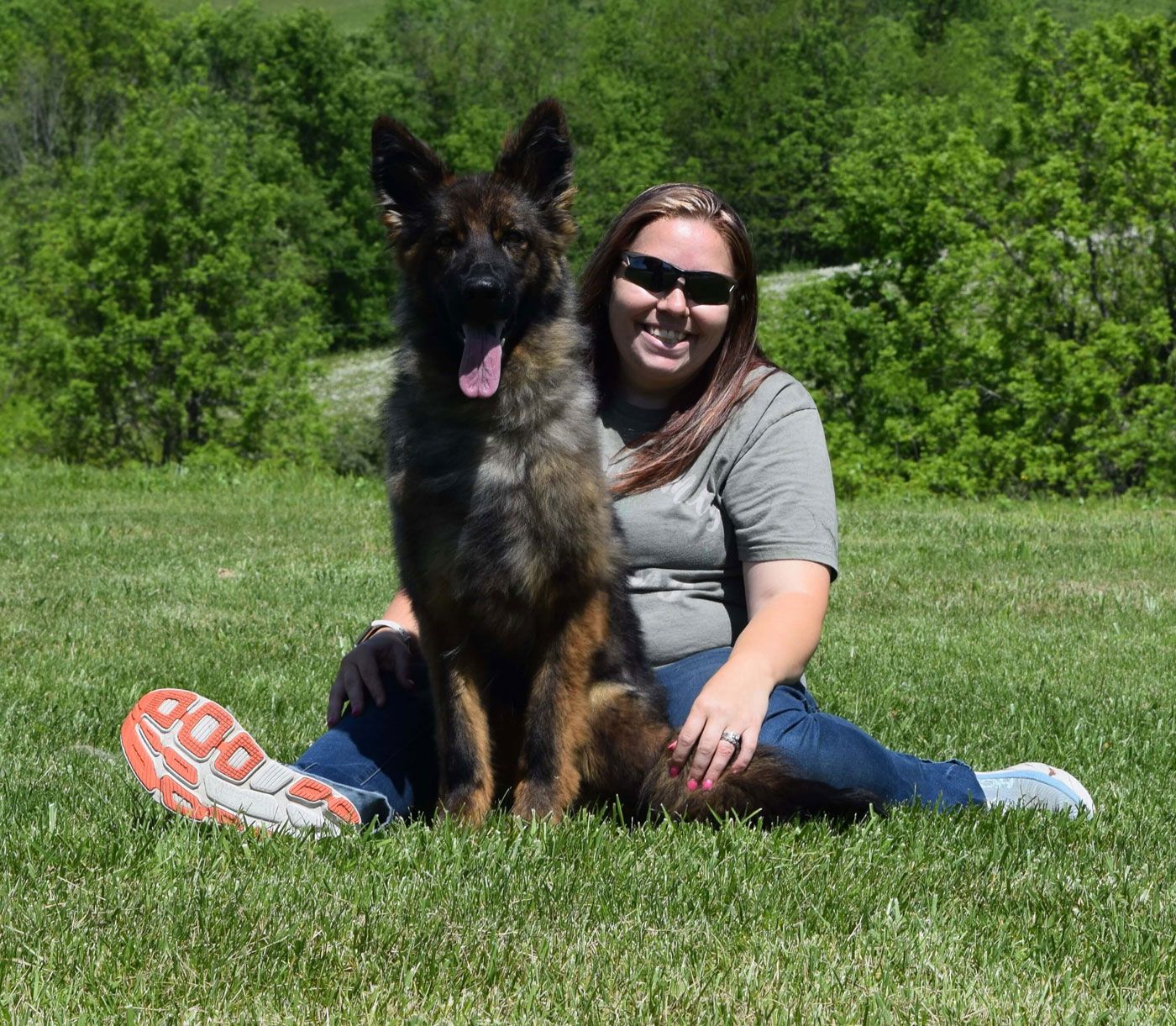 long coat german shepherd puppies for sale