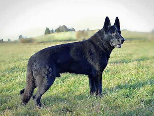 long coat german shepherds