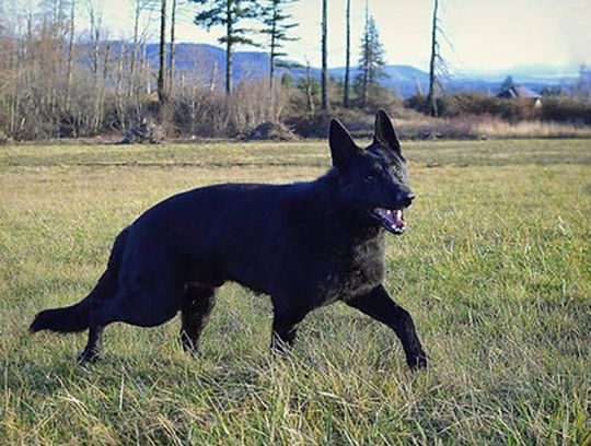 long coat german shepherds