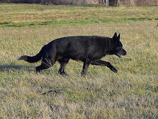 long coat german shepherds