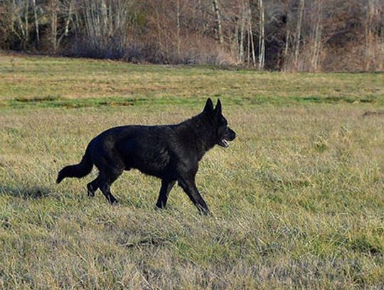 long coat german shepherds