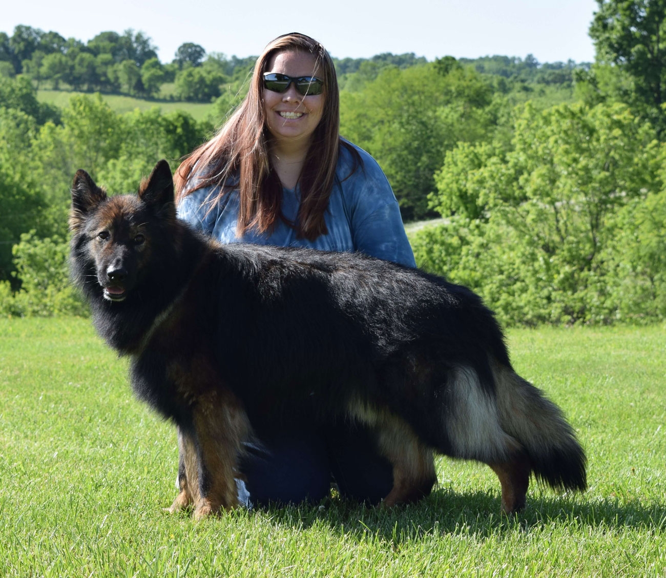 long coat german shepherds