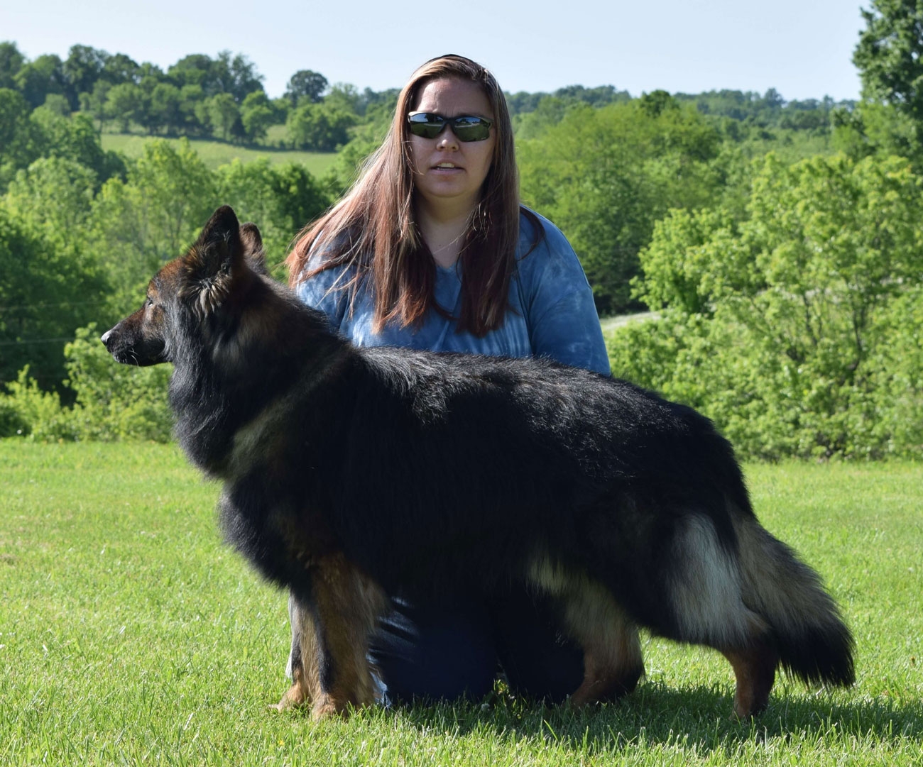 long coat german shepherds