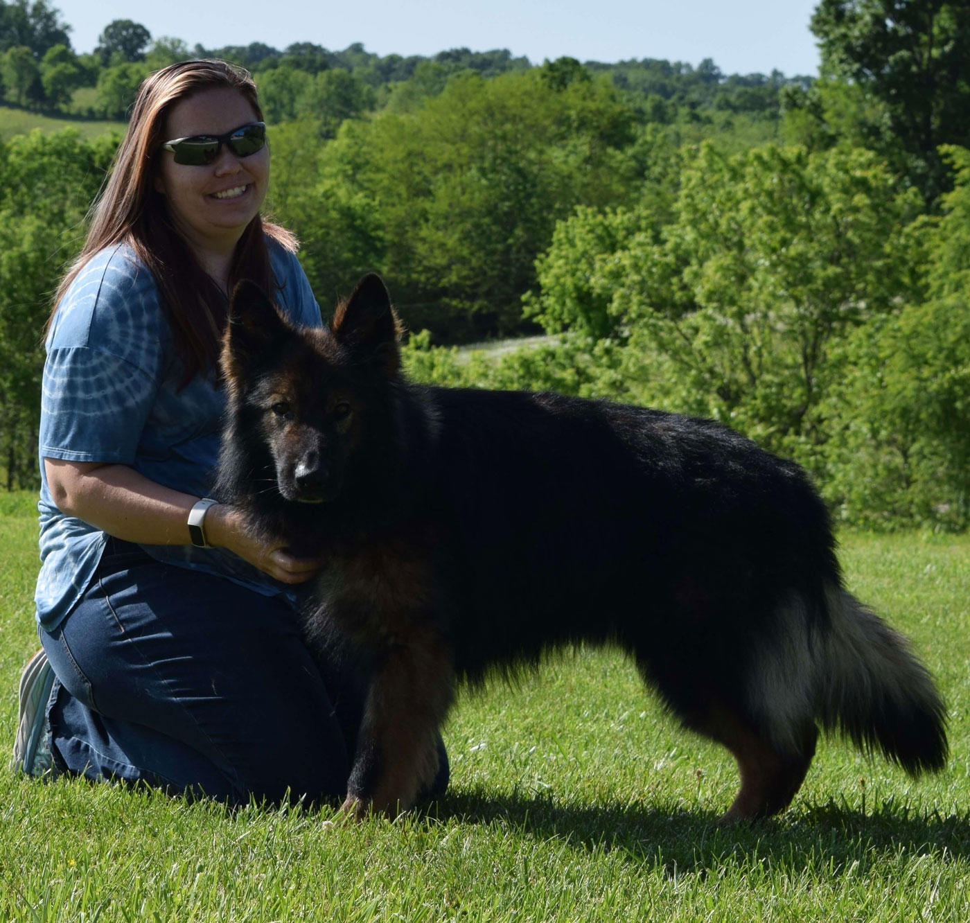 long coat german shepherds