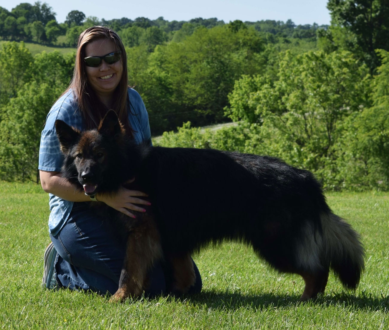 long coat german shepherds