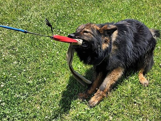 long coat german shepherds