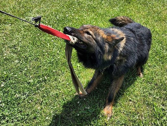 long coat german shepherds