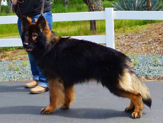 long coat german shepherds