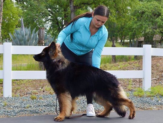 long coat german shepherds