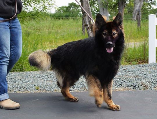 long coat german shepherds