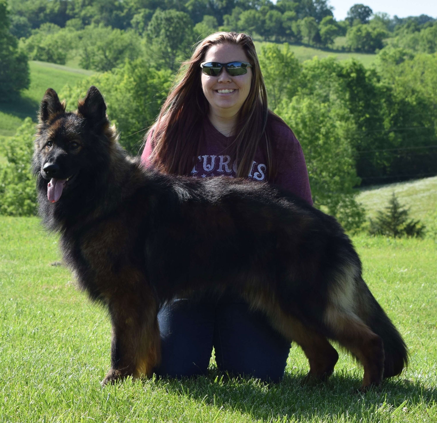 long coat german shepherds