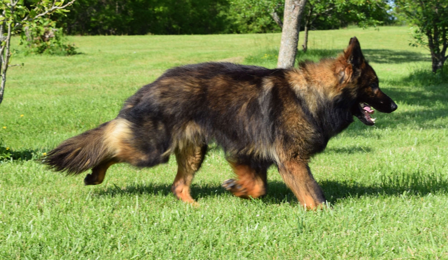 Males Dogs Freedomshepherd