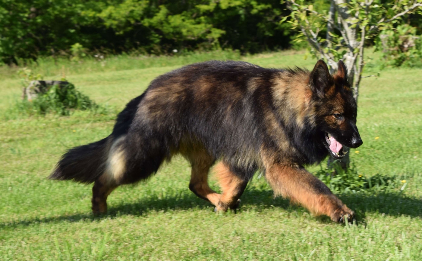 long coat german shepherds