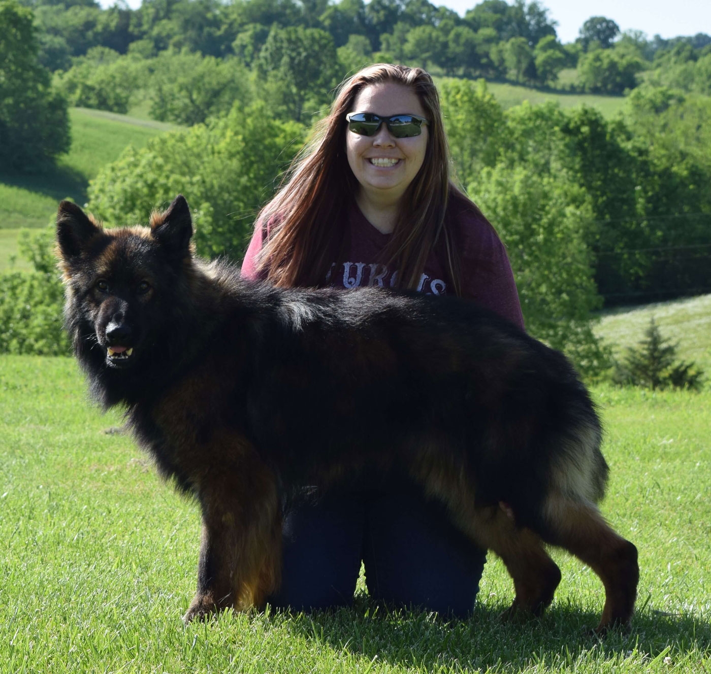 long coat german shepherds