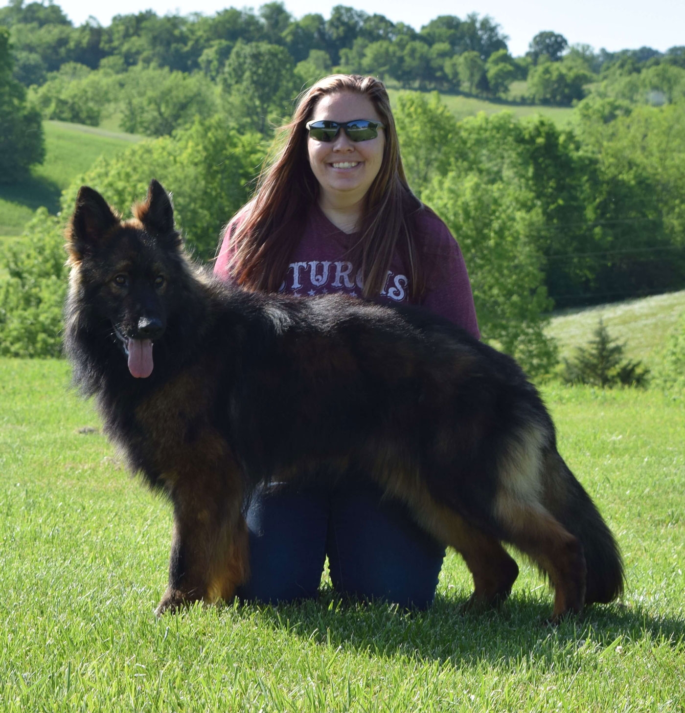 long coat german shepherds